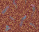 VERSACE WALLPAPER IV